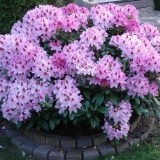 Kada rododendron procvjeta i šta učiniti ako ne procvjeta